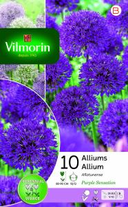 Allium Purple Sensation en Mélange (x10)